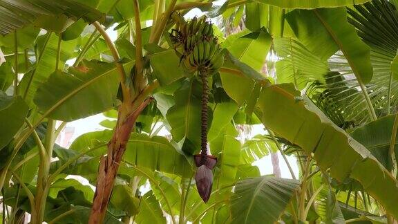 香蕉树的特写与花序和绿色的香蕉果实在茎上