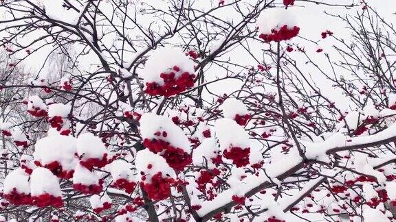 冬天雪下有红色浆果的花楸树枝非城市景观下雪