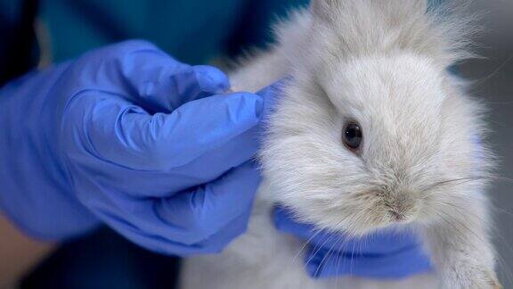 兽医检查兔爪损伤诊断真菌性足皮炎