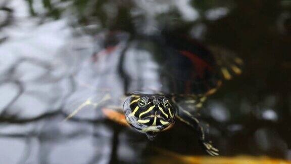 红耳滑龟在池塘水