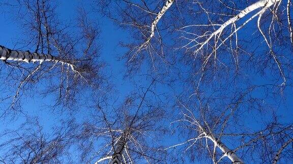 美丽的桦树在阳光明媚的冬日