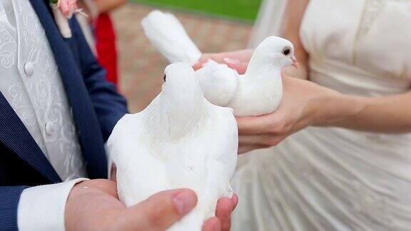 新婚夫妇手中握着鸽子