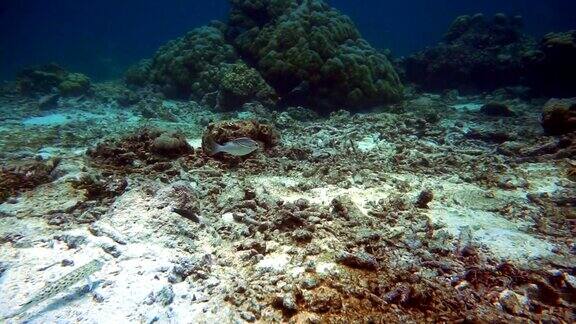 炎热的夏天珊瑚白化(刺胞动物门)(珊瑚虫)由于全球变暖造成的荒凉的环境破坏泰国甲米安达曼海高Haa