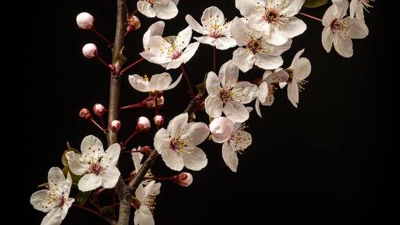 野生梅花盛开在横向格式时间流逝4k视频核果花在春天开花
