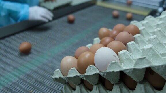 蛋类生产加工农场细节与工厂加工流水线