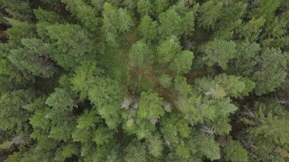 夏季北方自然森林鸟瞰图