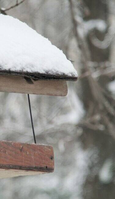 垂直视频:在降雪的背景下家养麻雀在雪下啄食