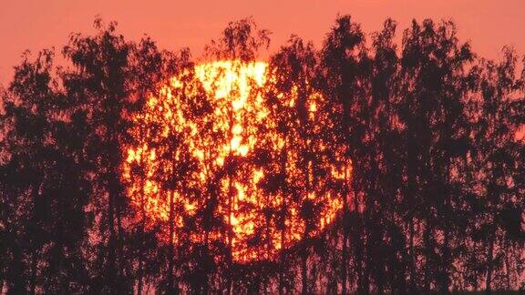 夏天的俄罗斯太阳在树木的背景下从地平线上落下
