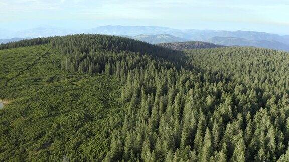 无人机拍摄郁郁葱葱的森林