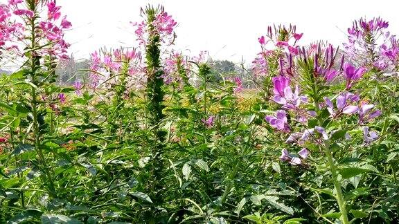 花园里的花坛上盛开着粉红色的蜘蛛花