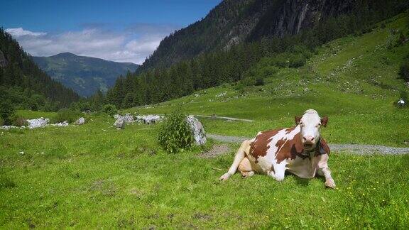牧场上的山地奶牛