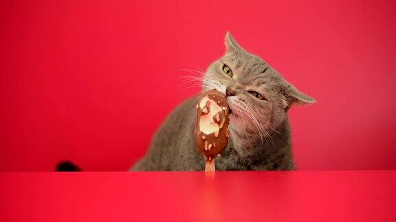 大眼睛顽皮肥胖的猫舔着红色背景上的巧克力杏仁棒冰淇淋英国种类的毛猫
