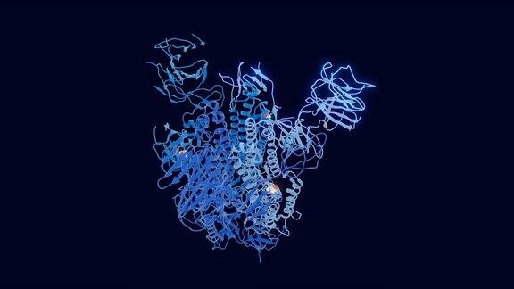 主要突变D614G的SARS-CoV-2棘突蛋白被突出显示可循环转盘动画