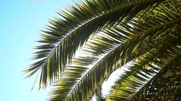 阳光穿过棕榈树的树枝天空云微风