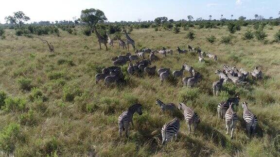 空中特写的斑马和长颈鹿在奥卡万戈三角洲的草原