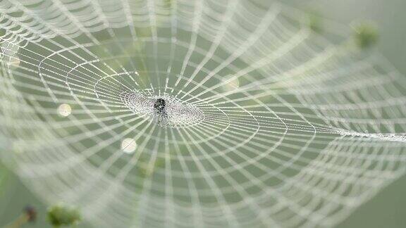 清晨水滴在蜘蛛网上