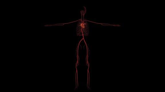 在黑色背景下人体心脏器官旋转的动脉系统