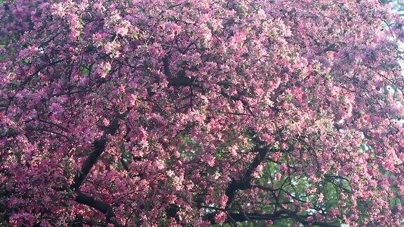 美丽的樱花在春天盛开近距离观察日本樱桃树的粉红色花朵