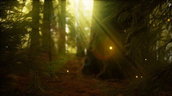 萤火虫在雾蒙蒙的森林里