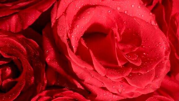 一束美丽的红玫瑰快速旋转