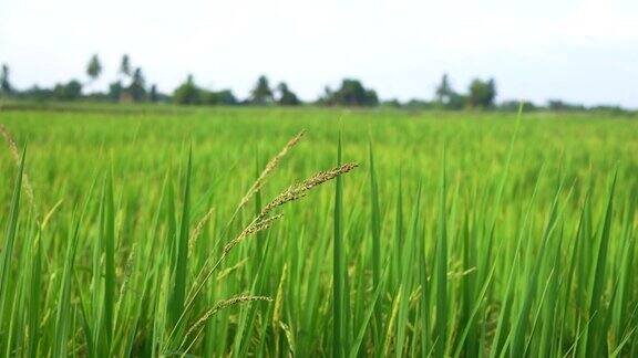 水稻受风峰运动