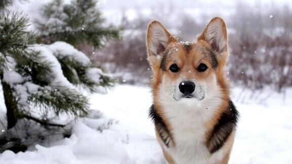 威尔士柯基犬彭布罗克在美丽的冬日森林里散步