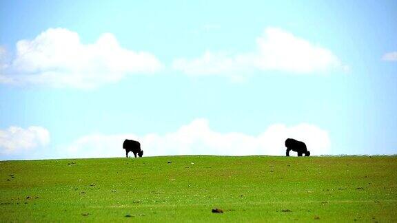蒙古草原上放牧的动物