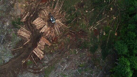 无人机从上到下拍摄森林中被砍伐的树木