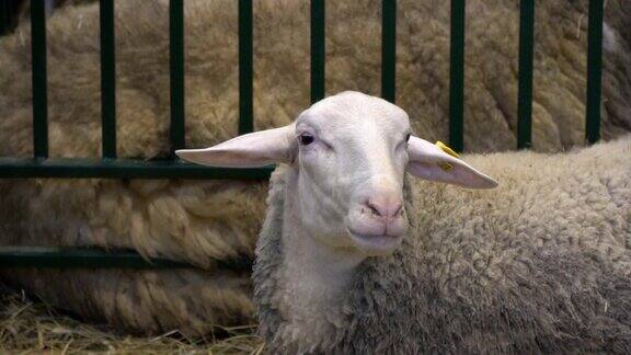 绵羊咀嚼摆姿势和沉思的特写