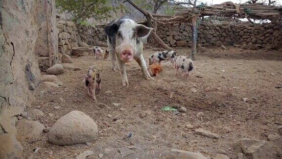 在圣安托-佛得角群岛猪圈里的可爱的Pietrain小猪