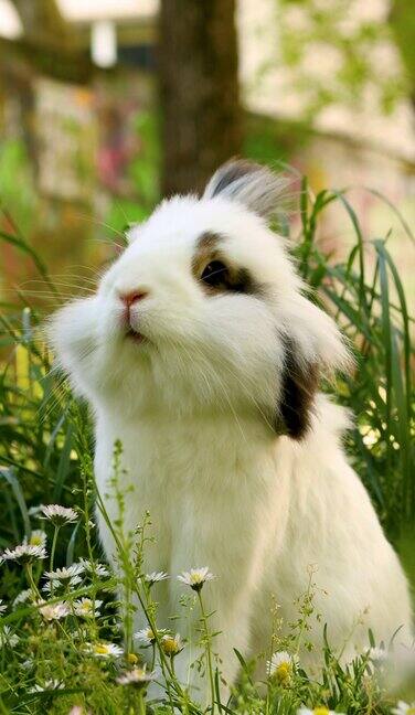 春天花园里的兔子