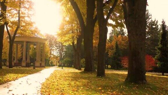 秋天的公园里巷子里黄桦树旁铺着小路