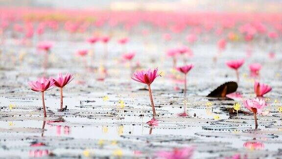 HD淘金:泰国乌顿他尼的红莲湖
