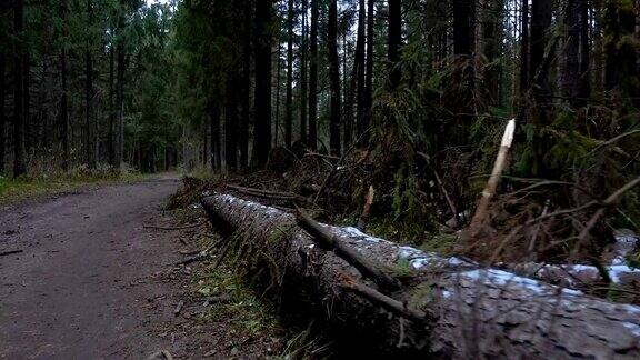 森林里倒下的松树的视频