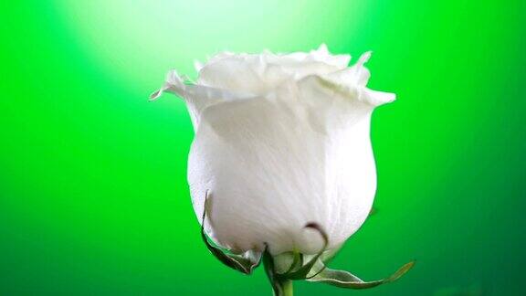白玫瑰花旋转关闭绿色背景爱的象征情人节卡片的设计