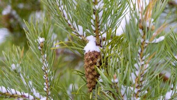 初雪时在一片幼小的松林里树枝上有松果的特写