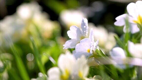 迎春花在微风中摇曳生长在花坛上