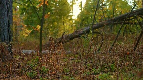 倒下的树干阳光照亮了树木森林茂密林中风景秀丽枯草落叶金秋4kProRes