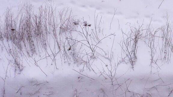 鸟儿在拉普兰被雪覆盖的树枝上美丽的冬天背景有鸟儿灰色的鸟在雪中山上有雪花