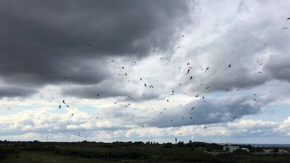 一群鹰在灰色的天空中盘旋