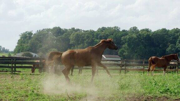 慢动作拍摄的一匹马奔跑嬉戏和在一个绿色的在一个农场的围栏内的牧场上跳跃在一个阳光明媚的早晨
