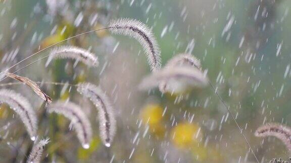 雨中的绿刺草