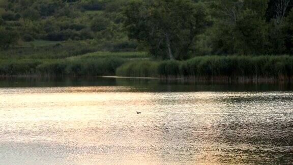 鸭子在湖里游泳