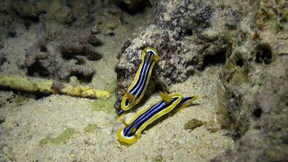 水下海底的裸鳃蛞蝓