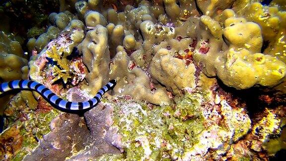 一条带状海蛇(Laticaudacolubrina)游过热带安达曼海的珊瑚礁