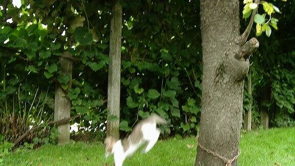 高清慢动作:树上的猫