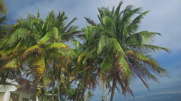 热带加勒比岛海滩上的椰子树