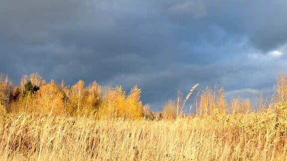 戏剧性的天空沉重的乌云枯黄的草被风吹得摇曳着有黄色叶子的桦树等待暴风雨