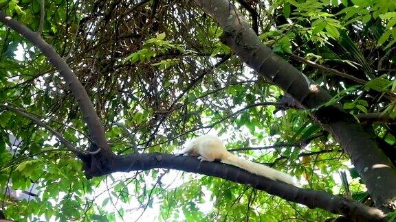 白松鼠在树枝上搔痒