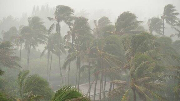 夏威夷岛棕榈树社区遭遇大风和暴雨